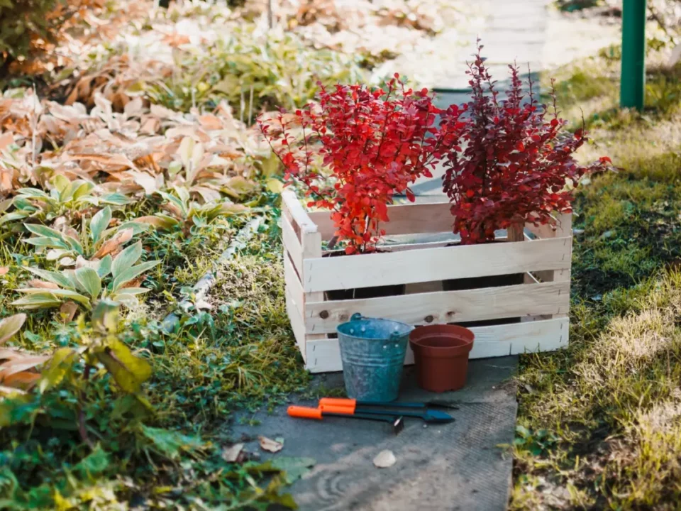 Jesienna Pielęgnacja Ogrodu